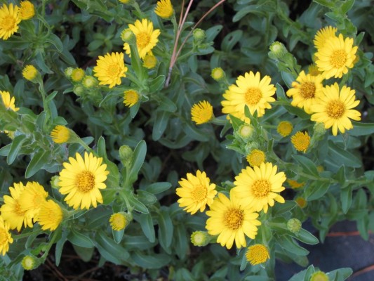 Maryland Goldenaster